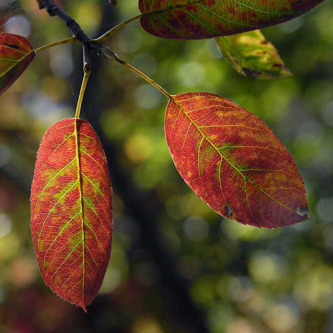 Blatt_DDC4421.jpg   26.04.jpg